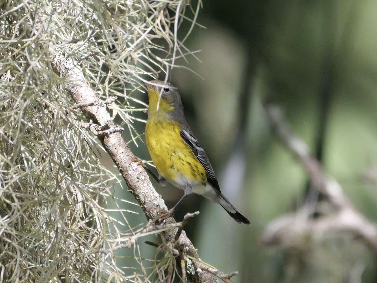 Magnolia Warbler - ML643517957