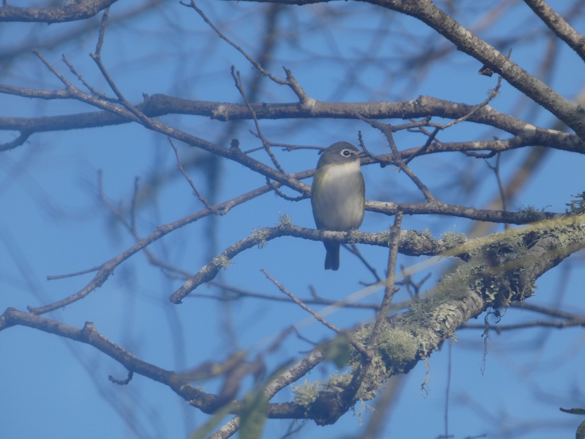 Blue-headed Vireo - ML643517968
