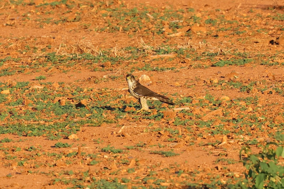 Merlin - ML643517972