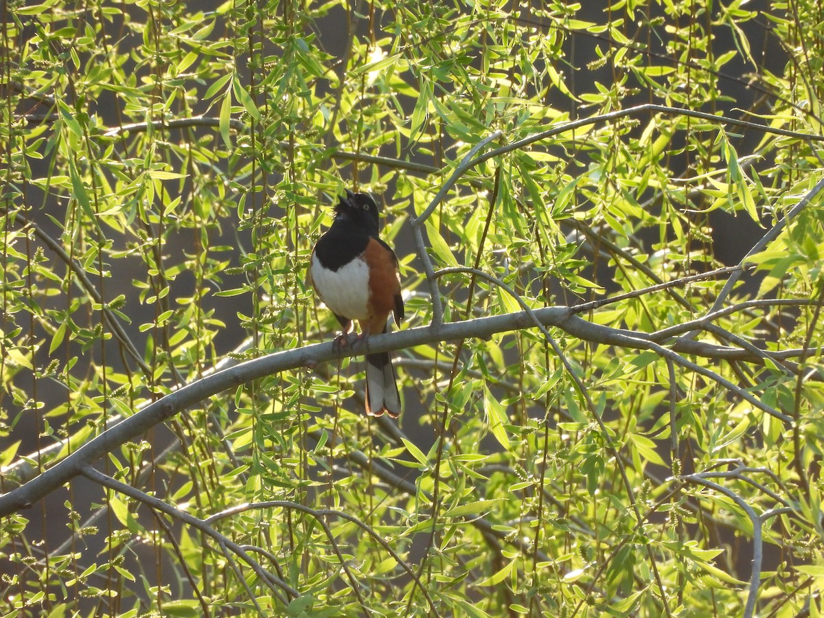 Eastern Towhee - ML643517973