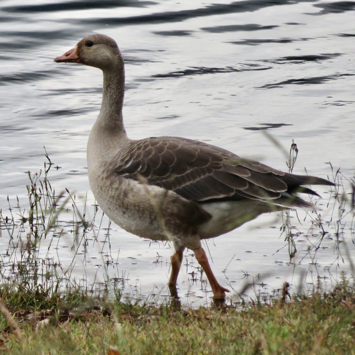 husa velká (domestikovaná) - ML643517977