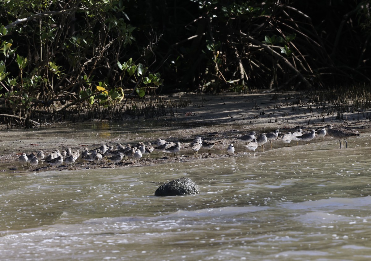 Gray-tailed Tattler - ML643517978