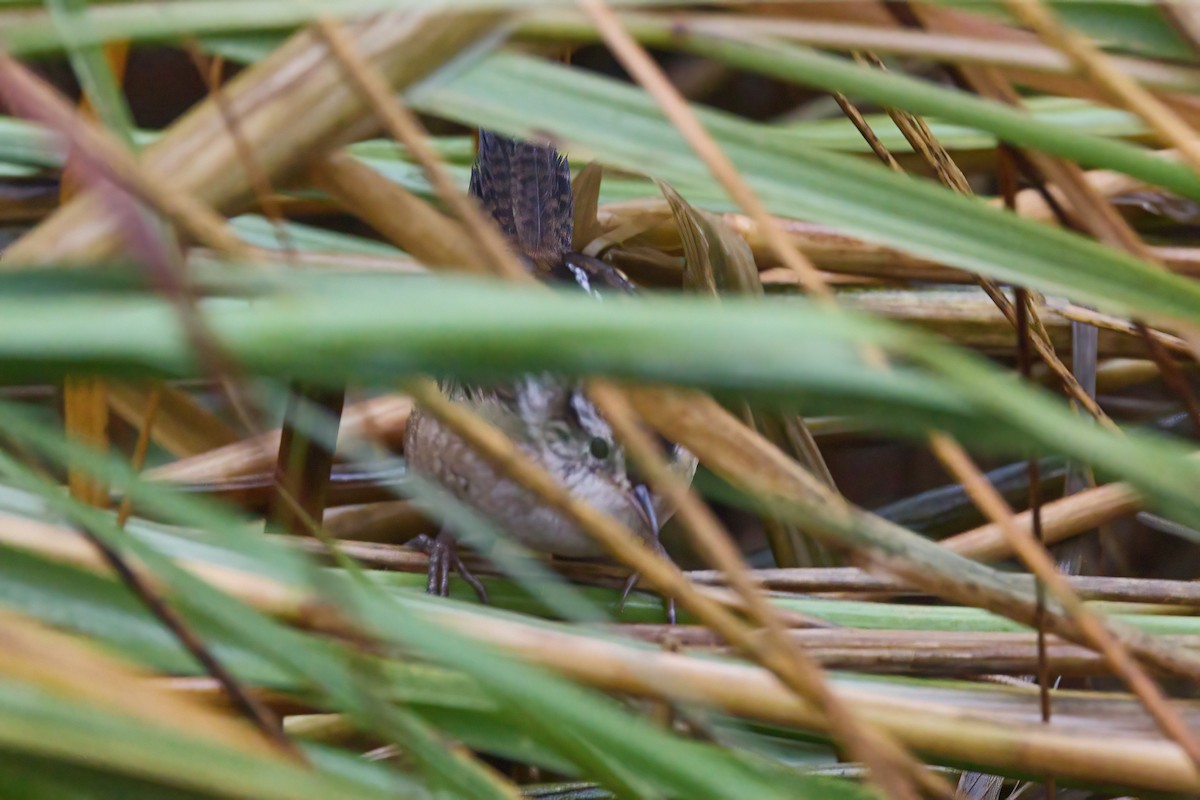 Marsh Wren - ML643517982