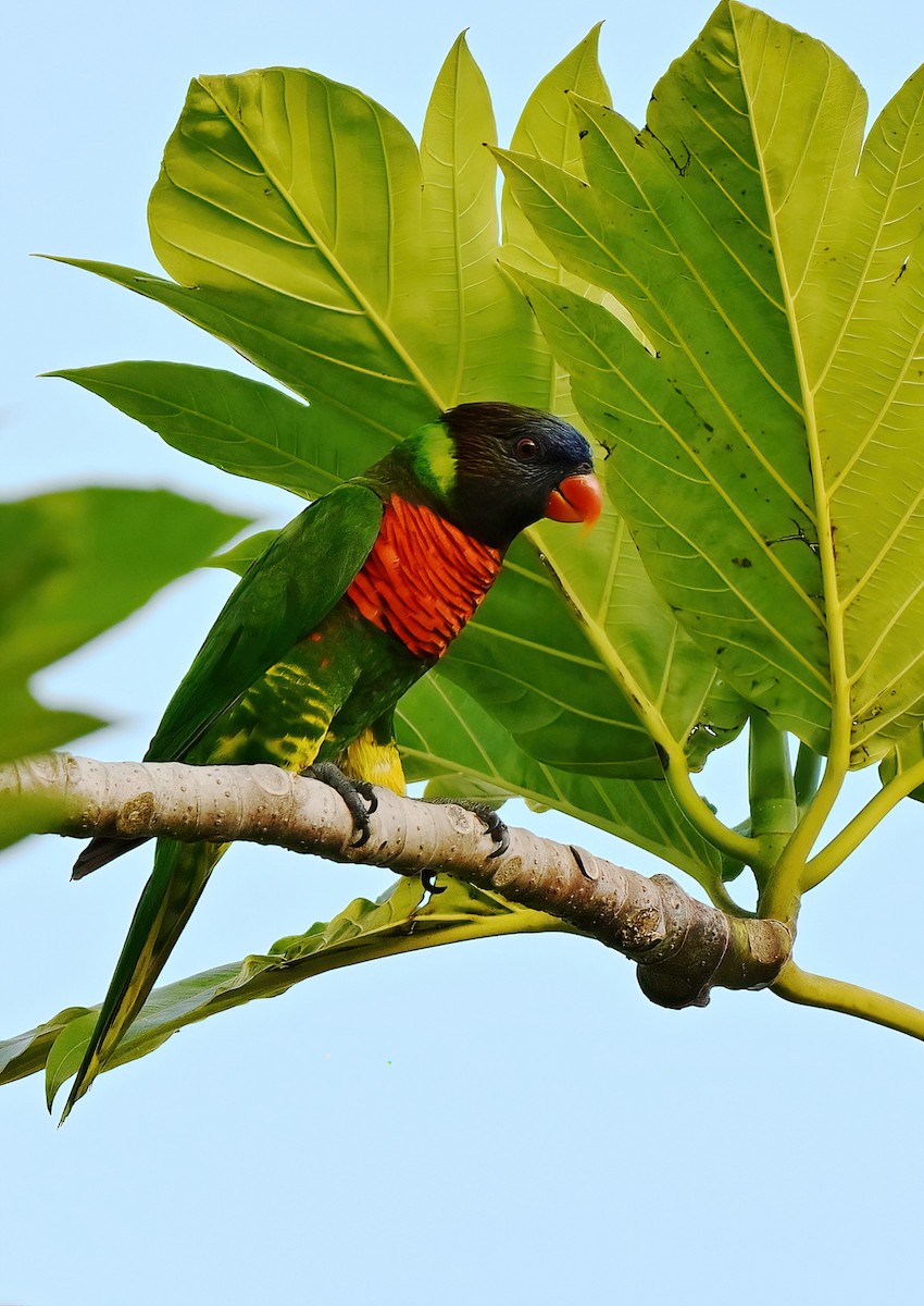 Coconut Lorikeet - ML643517983