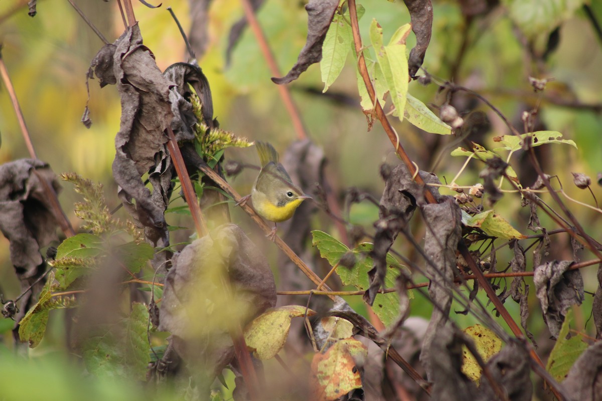 Северная желтогрудка - ML643517986