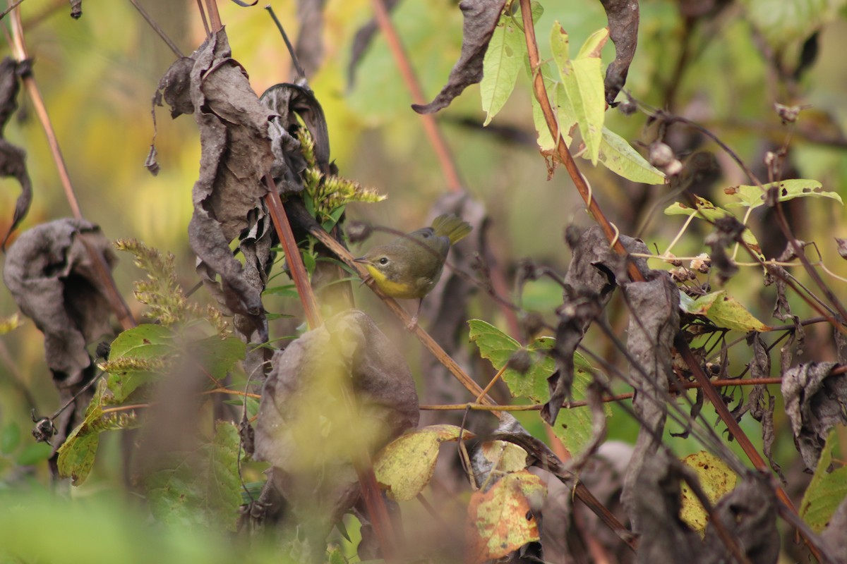 Северная желтогрудка - ML643517987