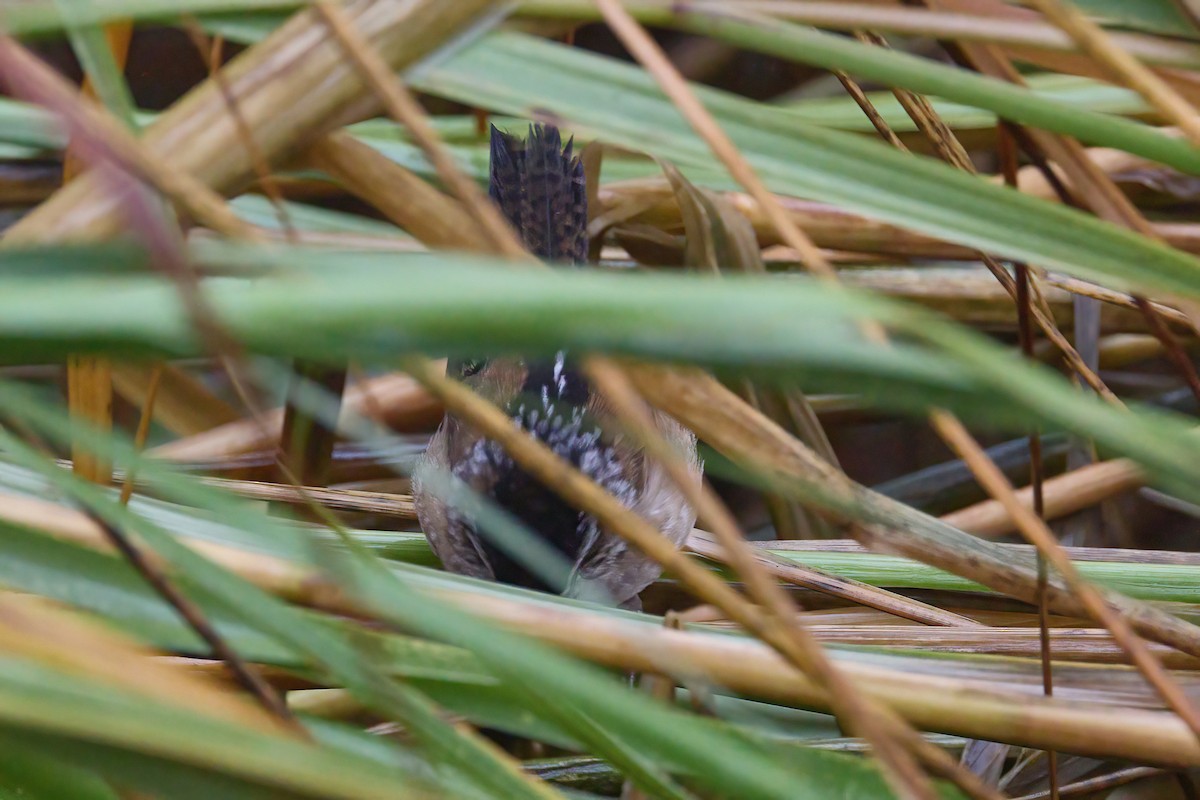 Marsh Wren - ML643517988