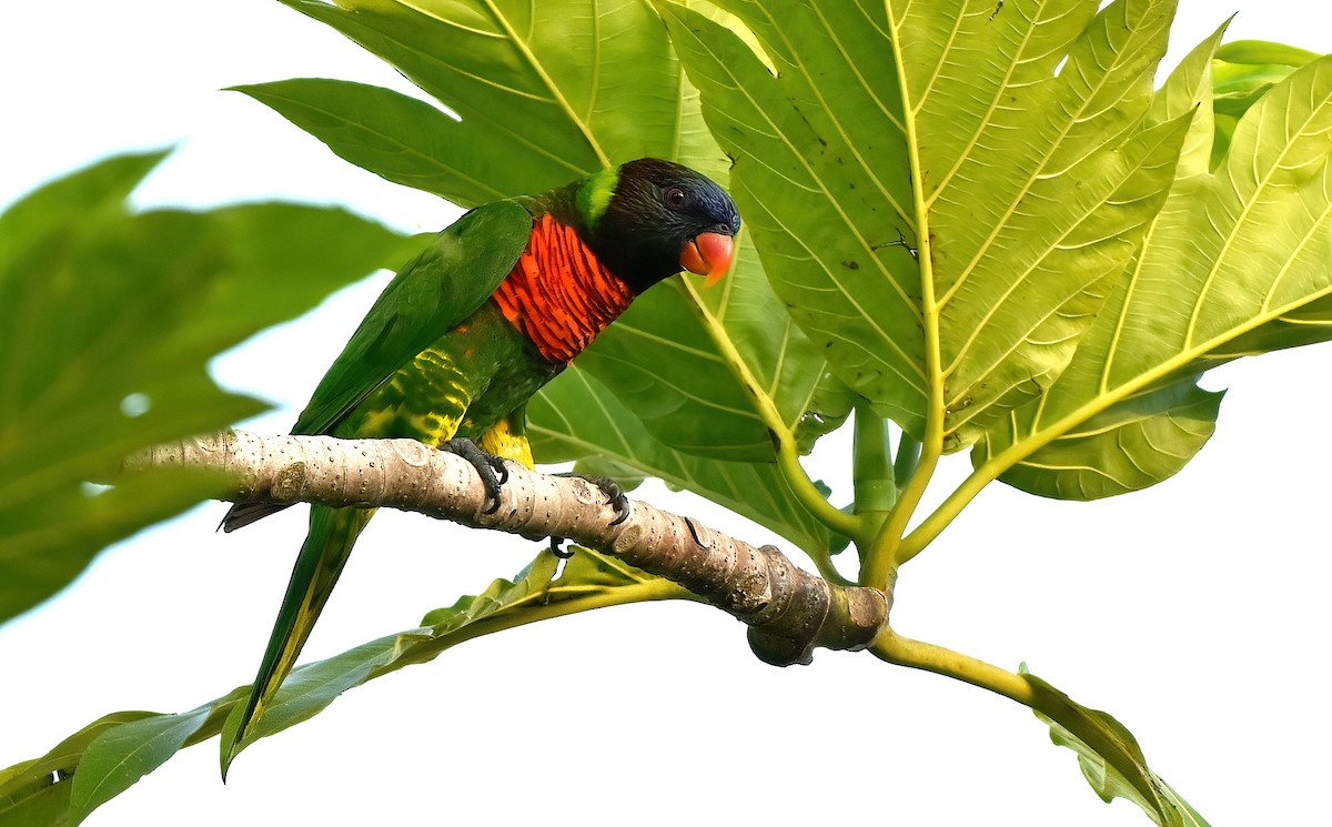 Coconut Lorikeet - ML643517994