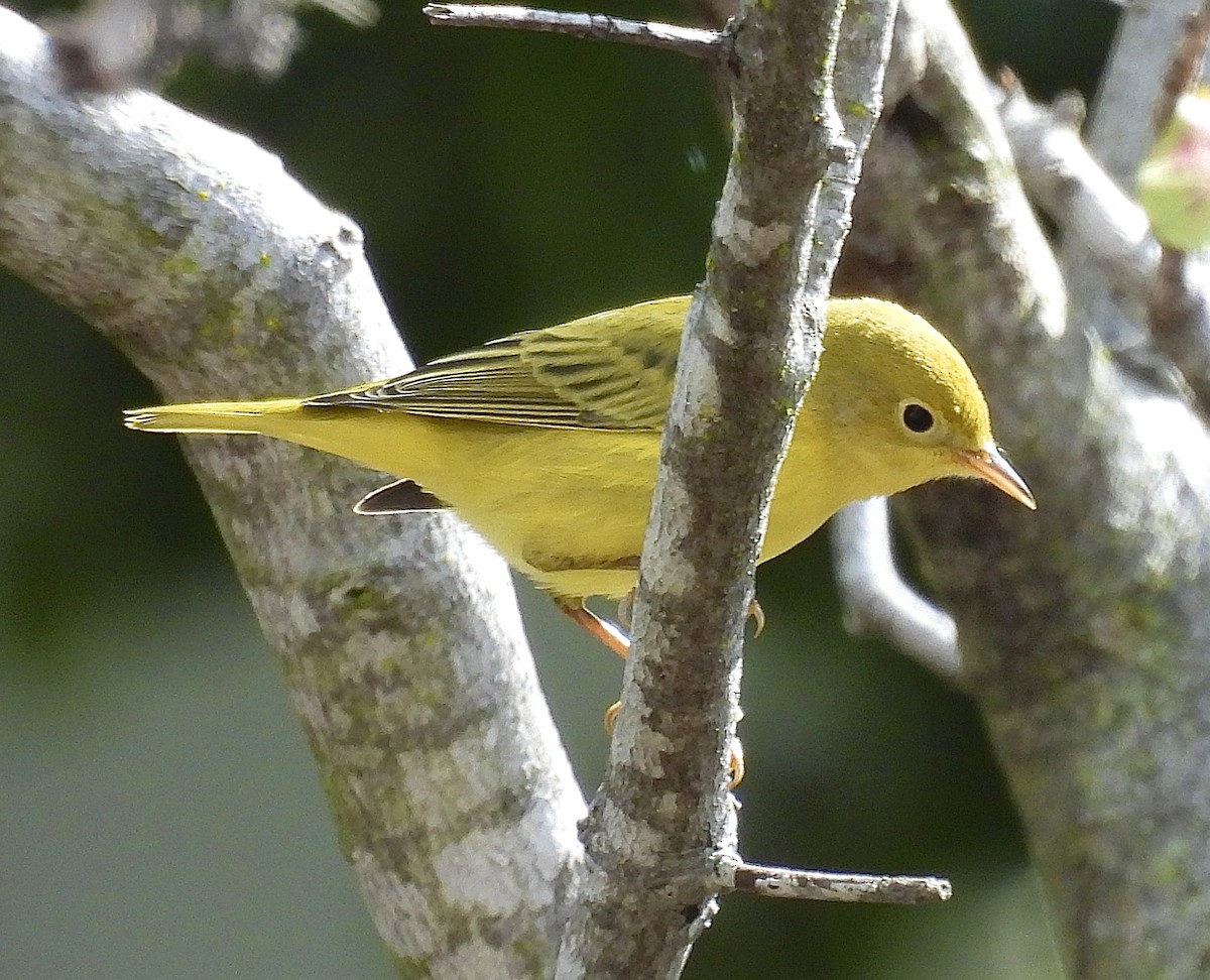 Yellow Warbler - ML643517998