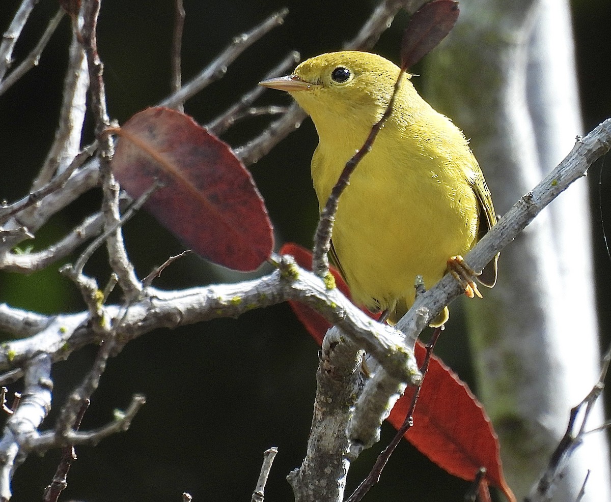 Yellow Warbler - ML643517999