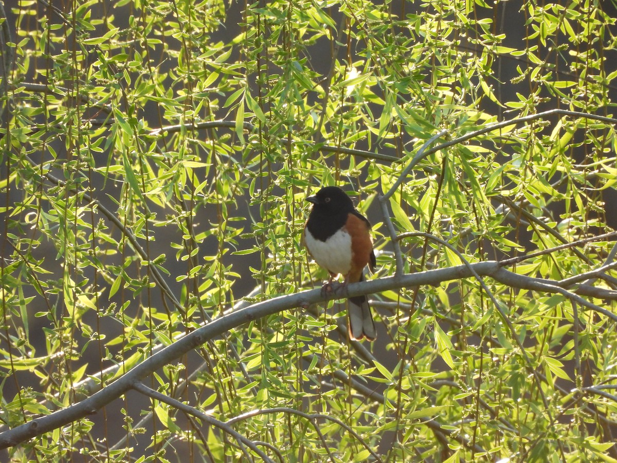 Eastern Towhee - ML643518004
