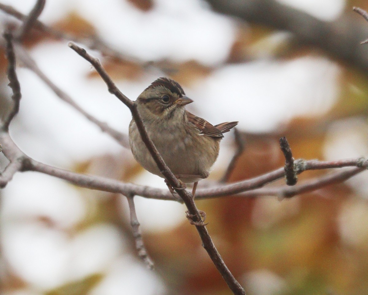 Swamp Sparrow - ML643518008