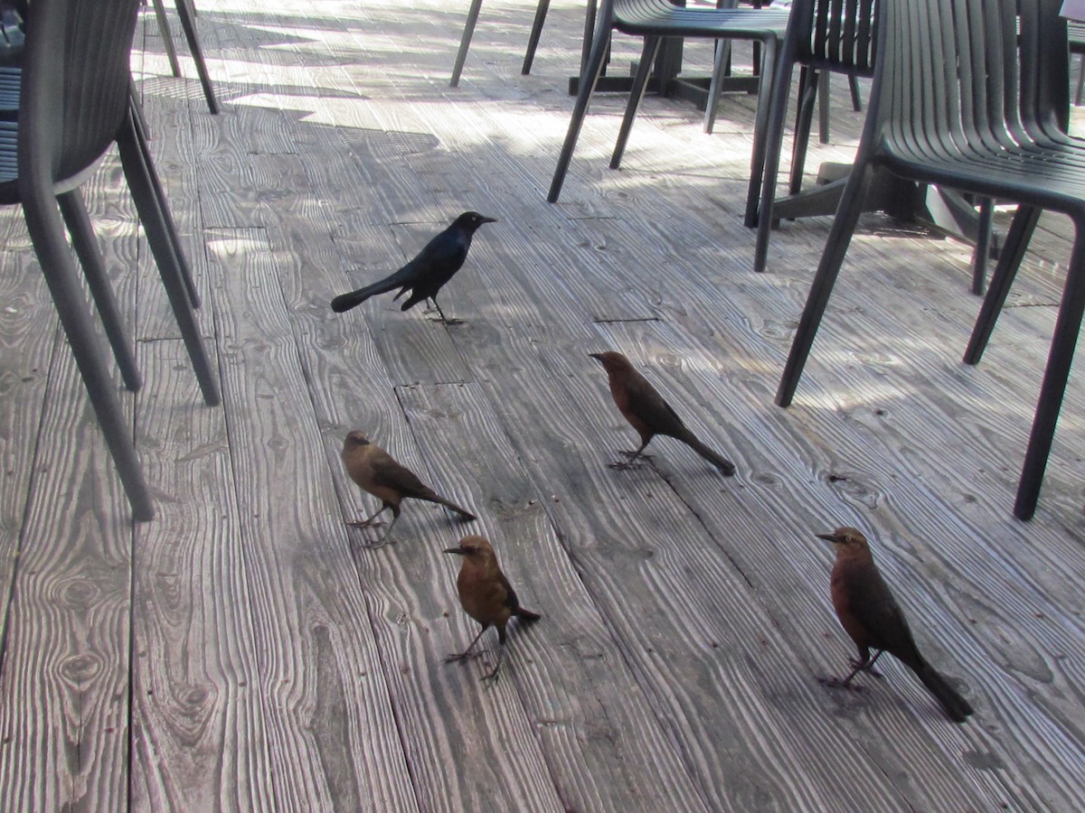 Boat-tailed Grackle - ML643518009