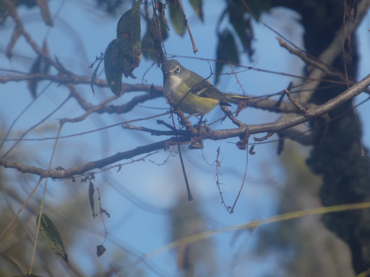 Blue-headed Vireo - ML643518011