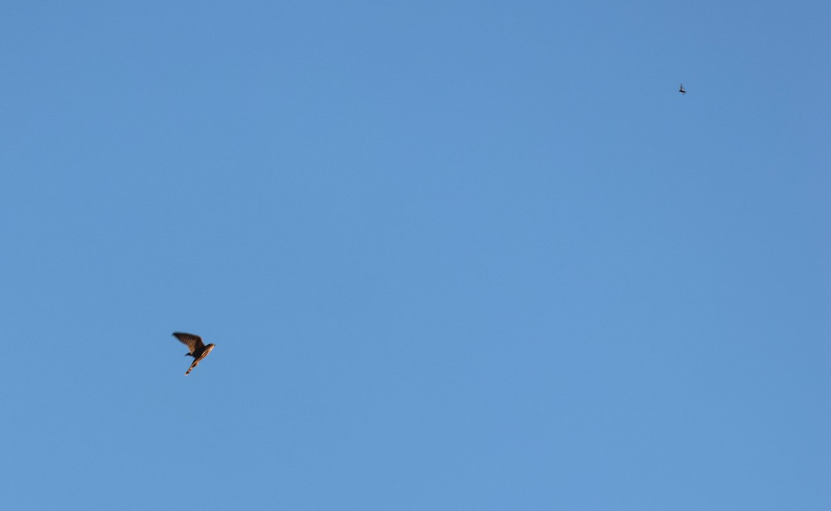 Merlin - ML643518014