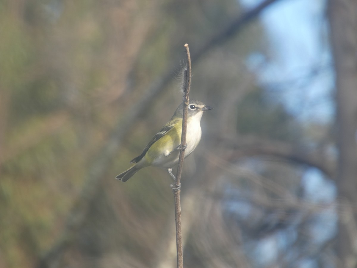 Blue-headed Vireo - ML643518015