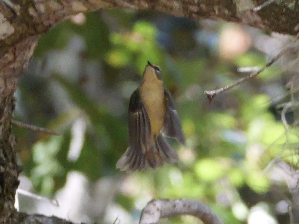 Black-throated Blue Warbler - ML643518018