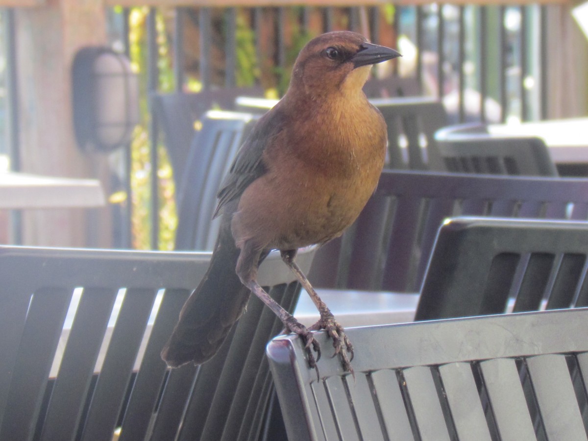 Boat-tailed Grackle - ML643518021
