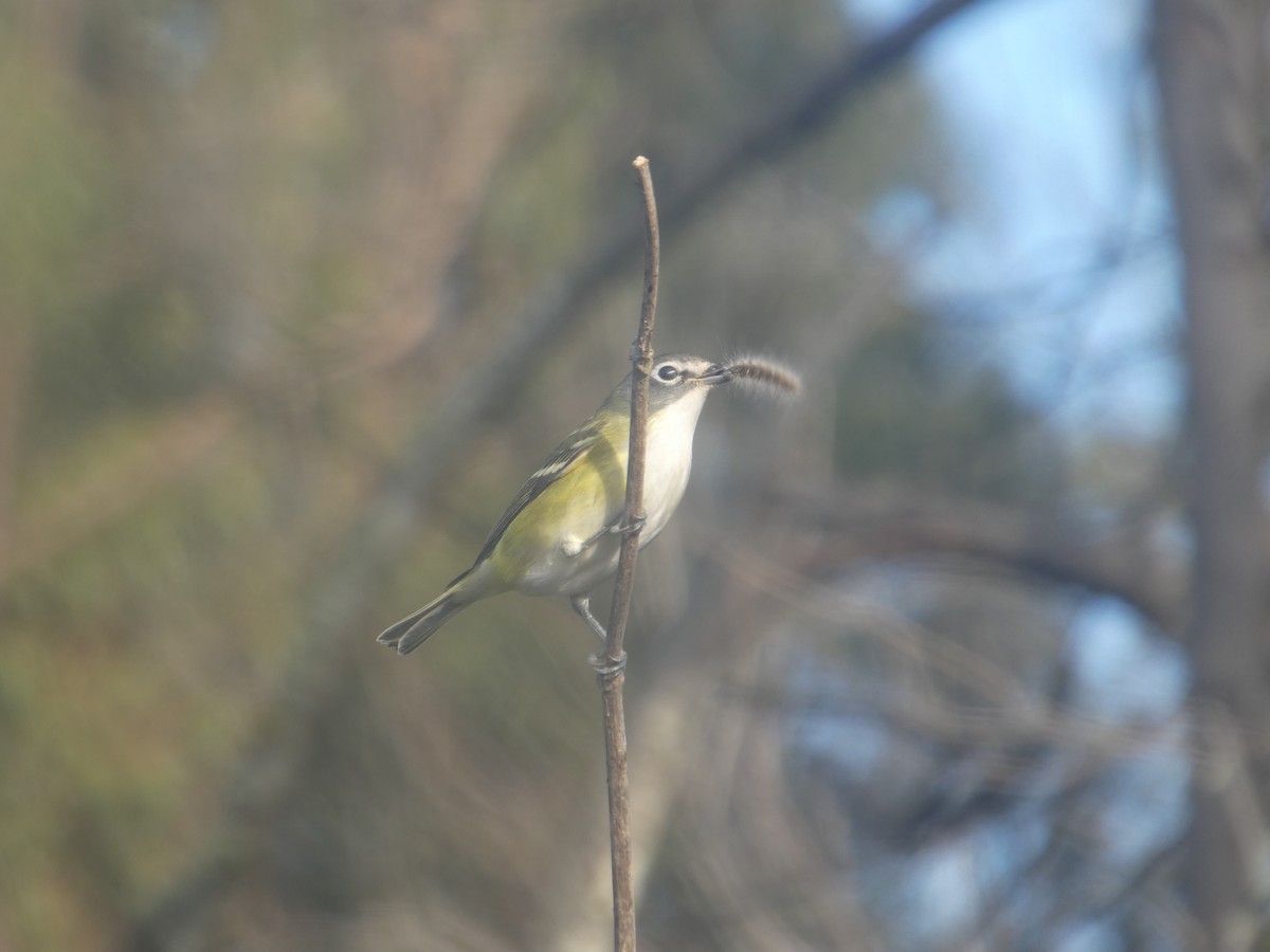 Blue-headed Vireo - ML643518023