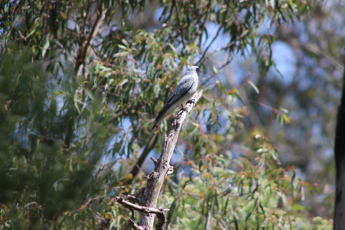 Black-faced Cuckooshrike - ML643518024