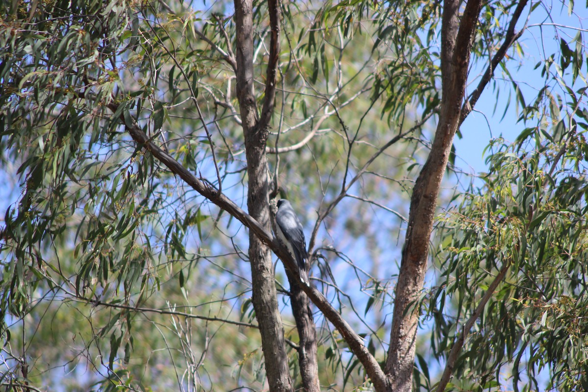 Black-faced Cuckooshrike - ML643518025