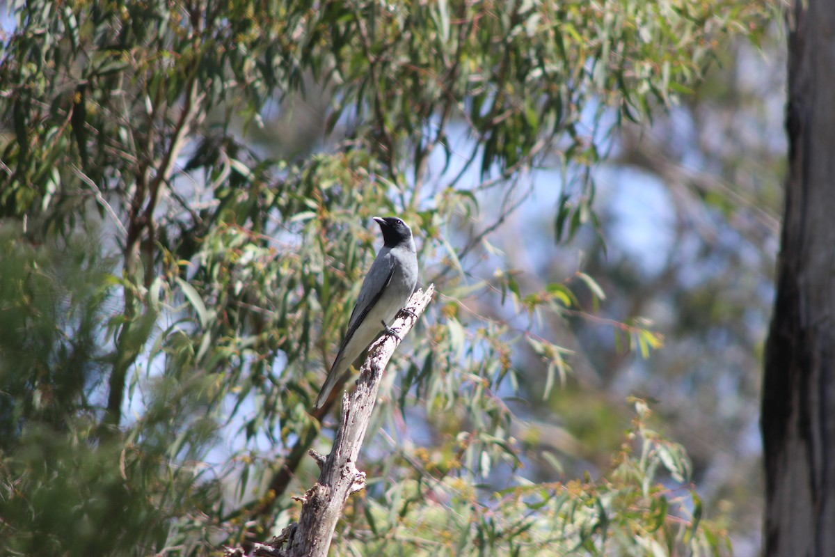 Black-faced Cuckooshrike - ML643518026
