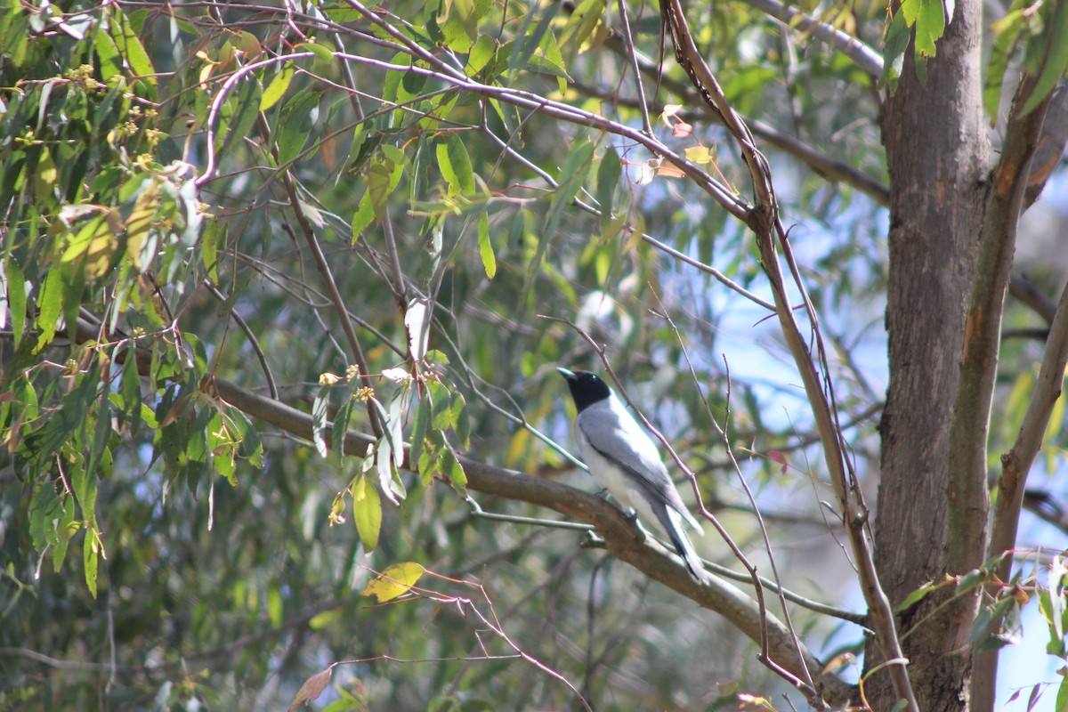 Black-faced Cuckooshrike - ML643518027