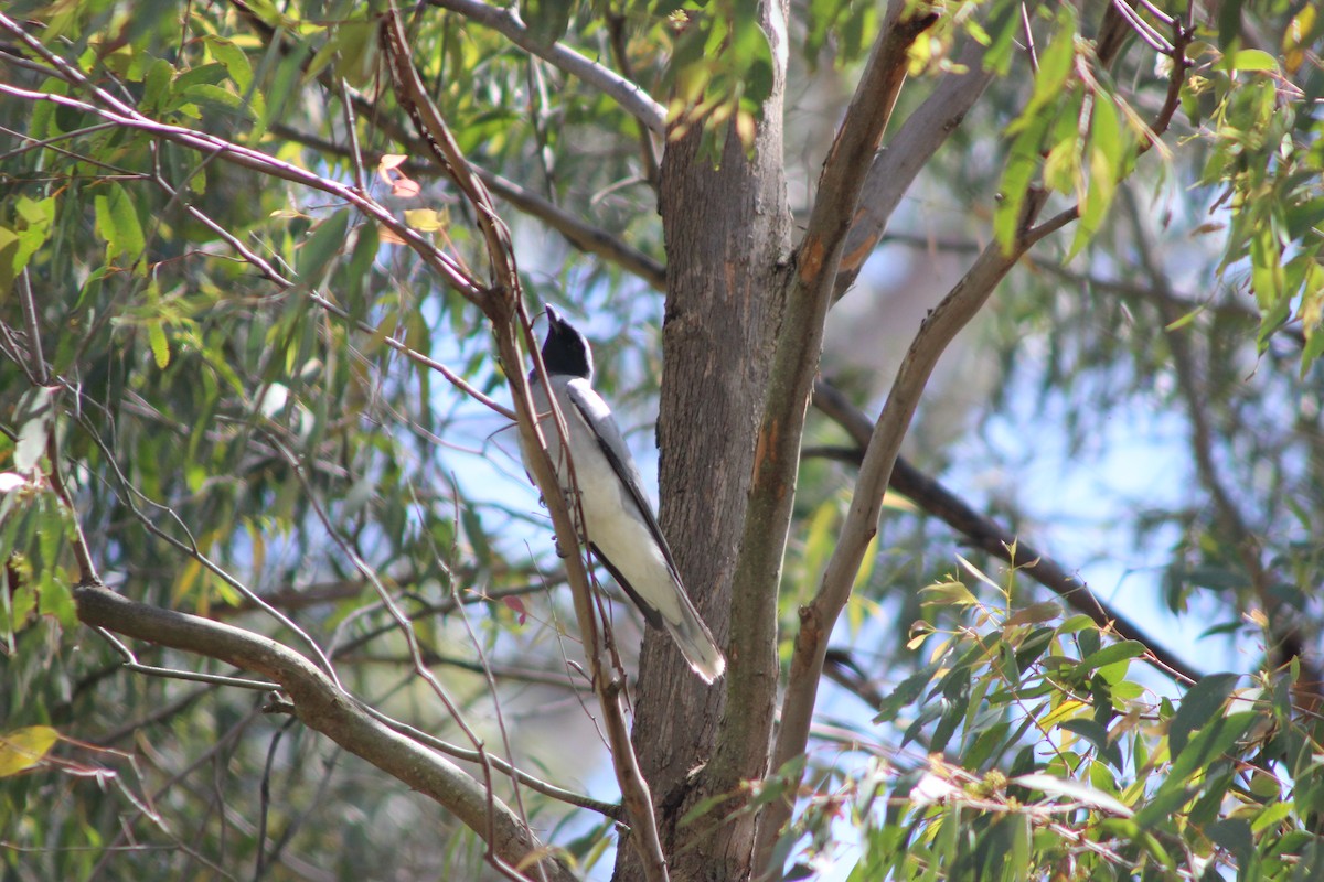 Black-faced Cuckooshrike - ML643518029