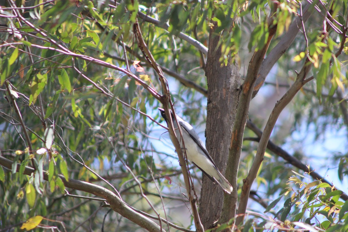 Black-faced Cuckooshrike - ML643518030