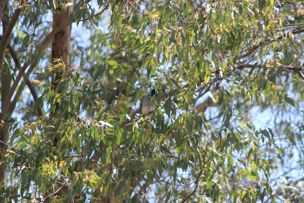 Black-faced Cuckooshrike - ML643518031