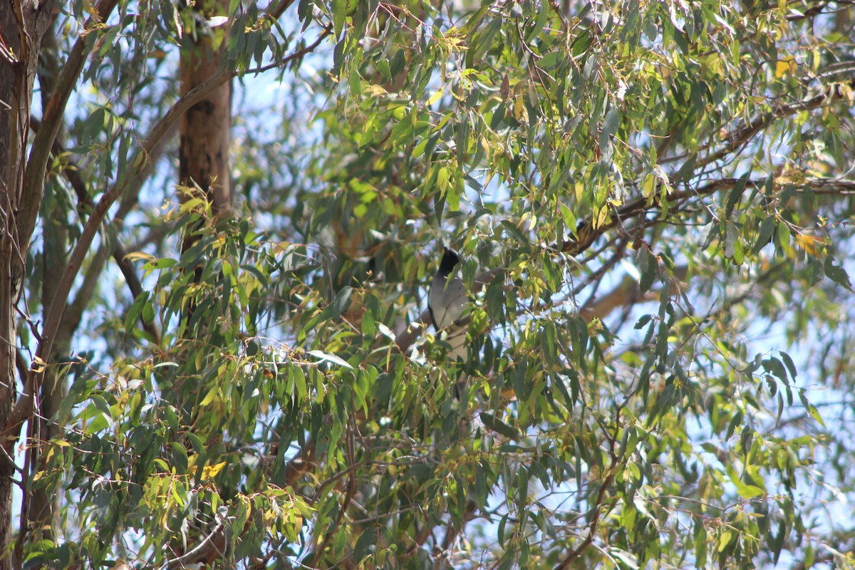 Black-faced Cuckooshrike - ML643518032