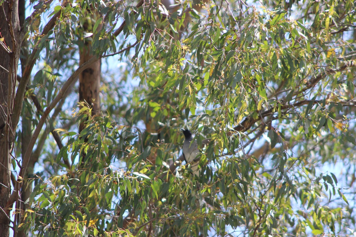 Black-faced Cuckooshrike - ML643518033