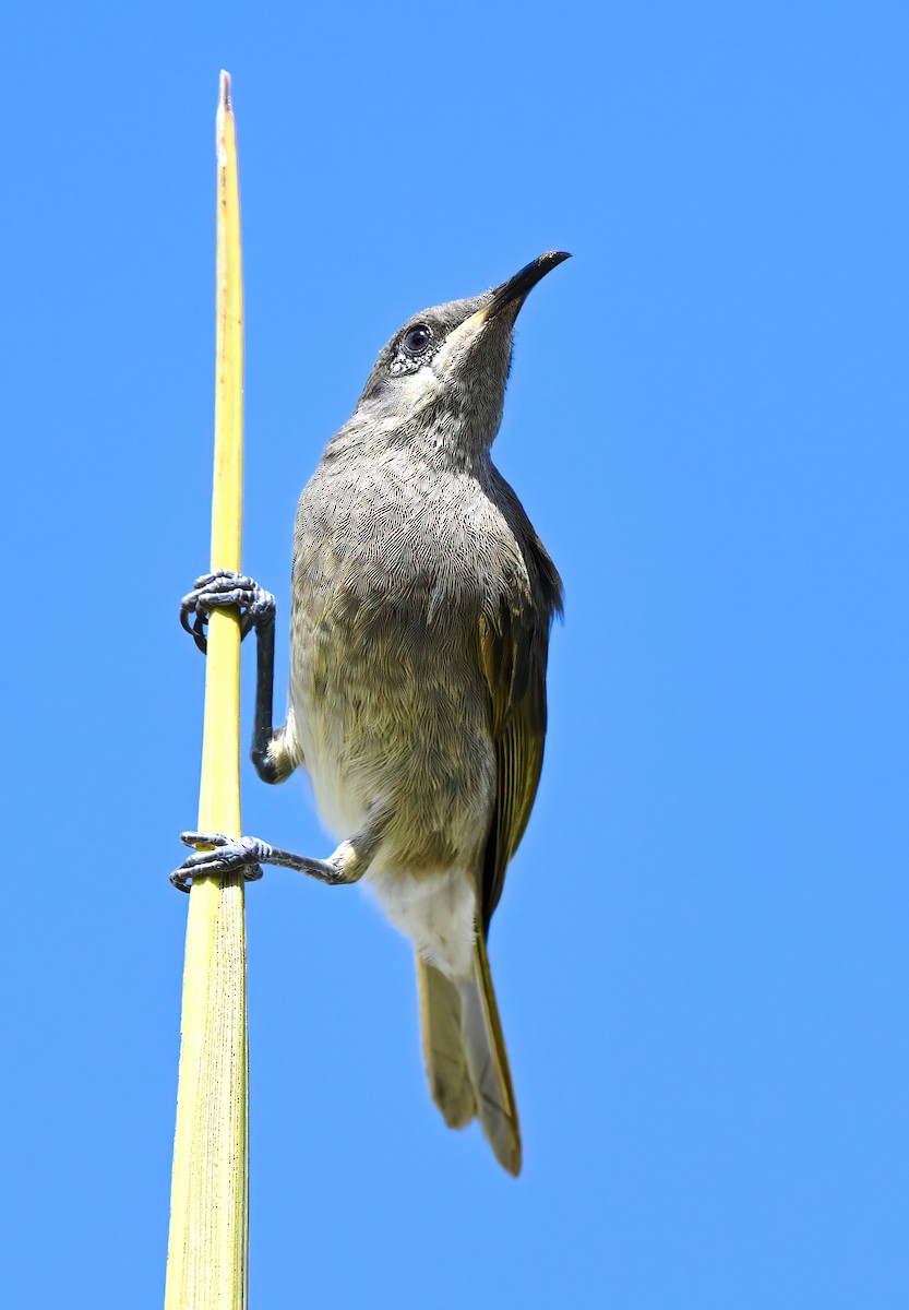 Gray-eared Honeyeater - ML643518034