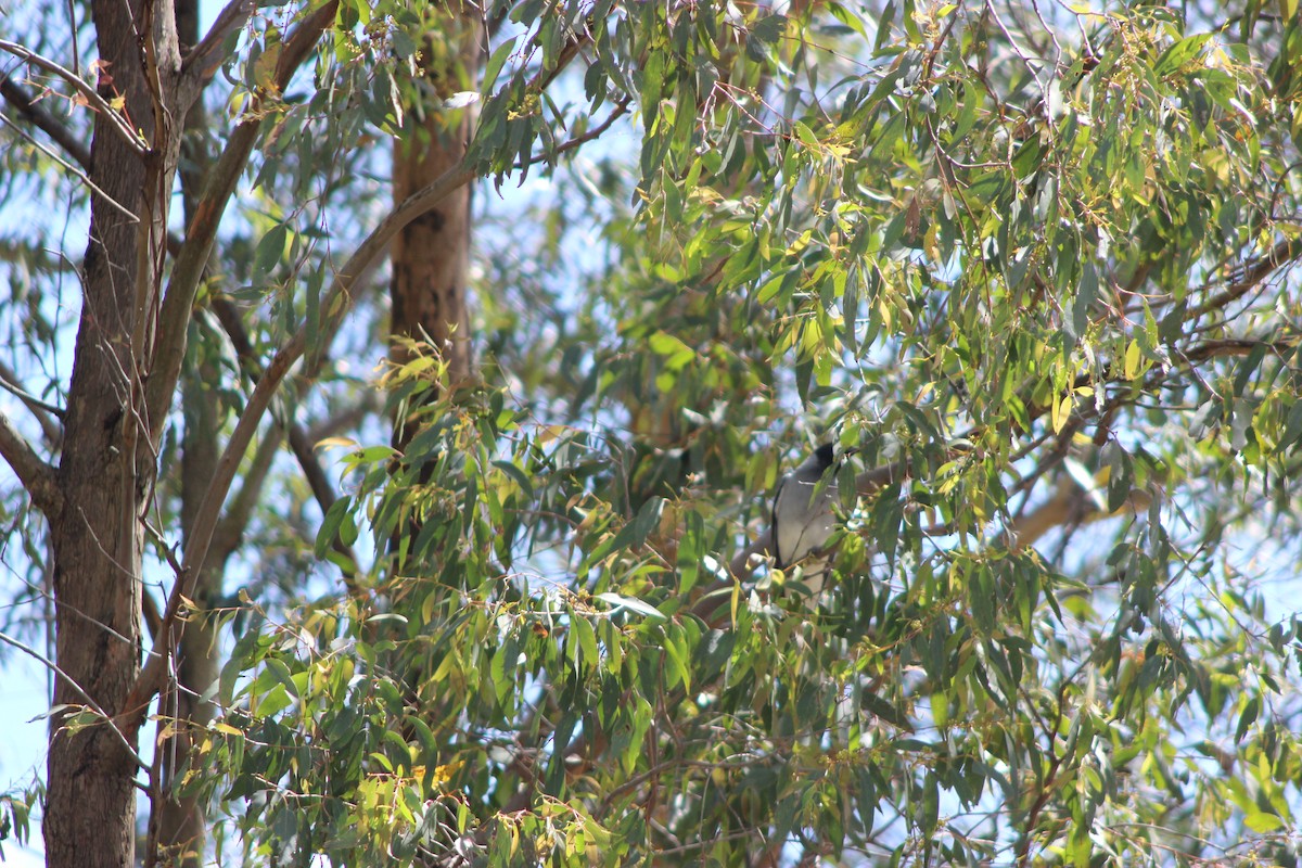 Black-faced Cuckooshrike - ML643518035