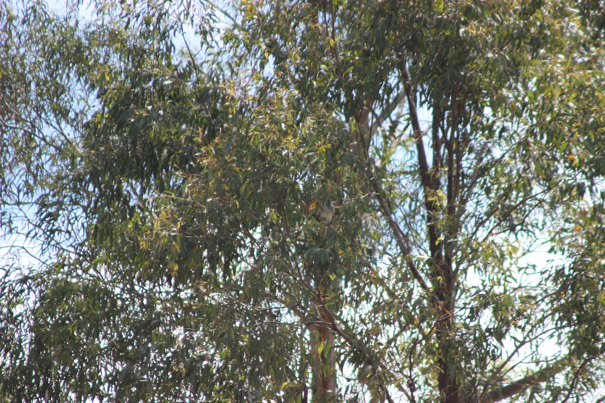 Black-faced Cuckooshrike - ML643518036