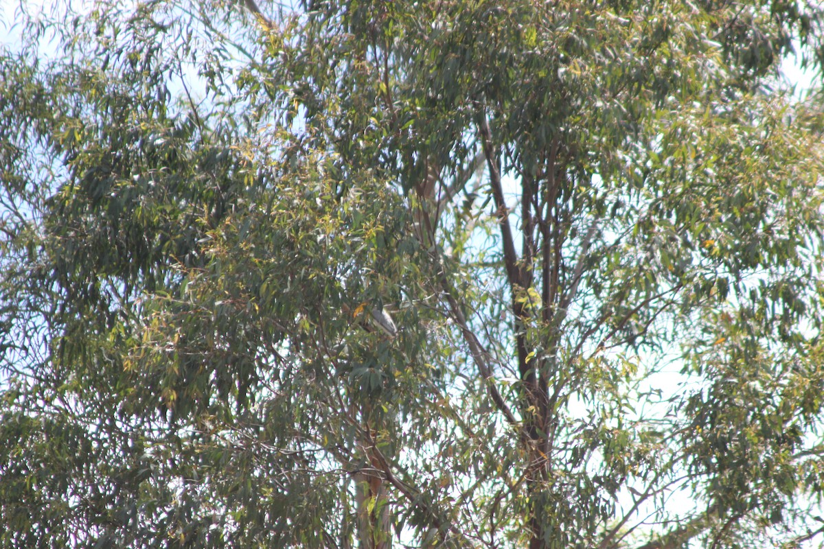 Black-faced Cuckooshrike - ML643518037