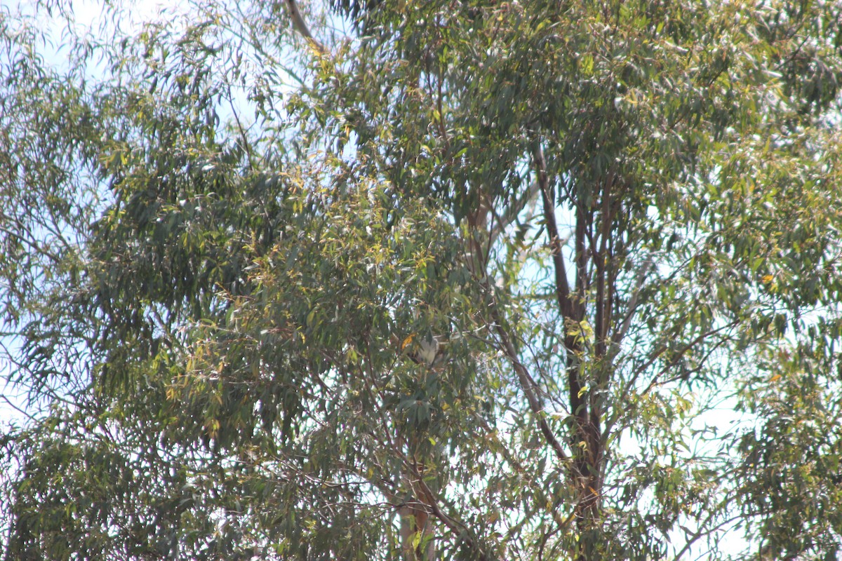 Black-faced Cuckooshrike - ML643518038