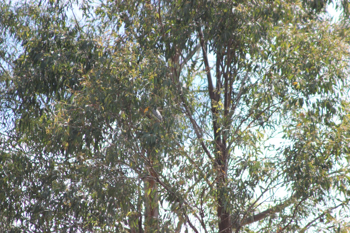 Black-faced Cuckooshrike - ML643518039