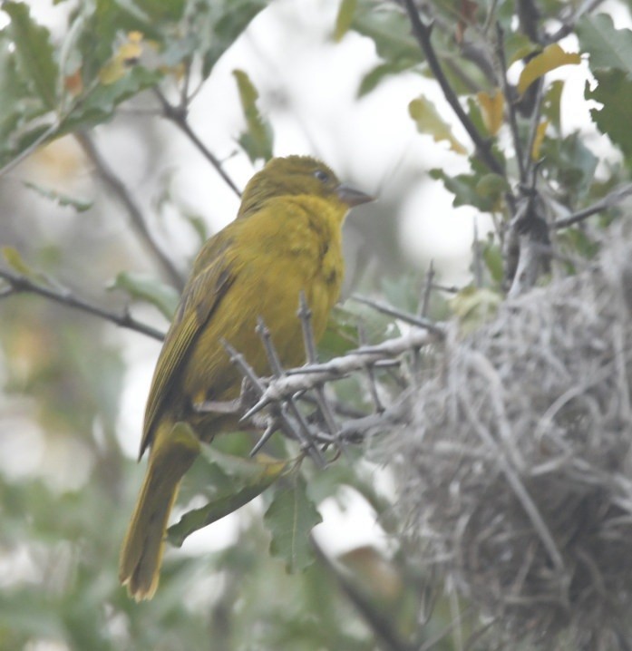 Holub's Golden-Weaver - ML643518040