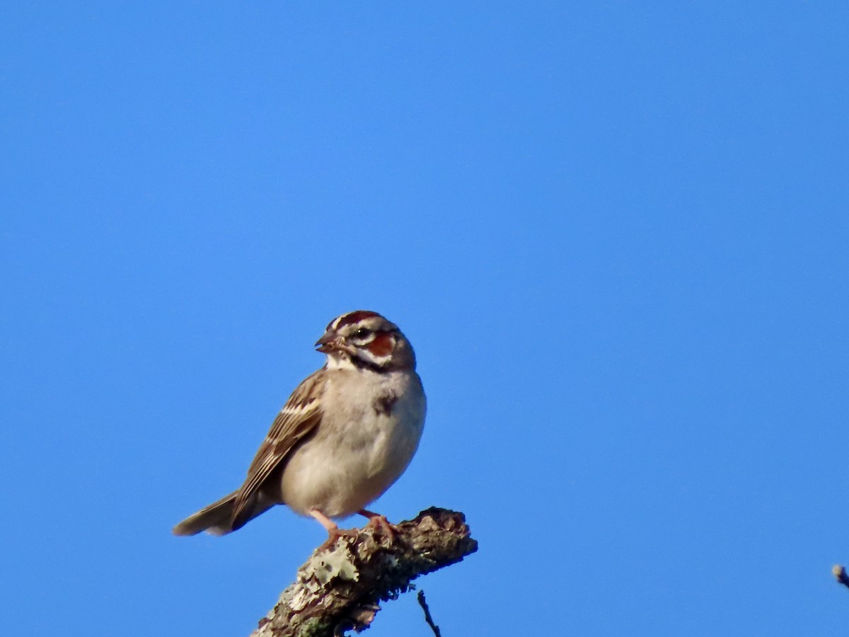 Lark Sparrow - ML643518042
