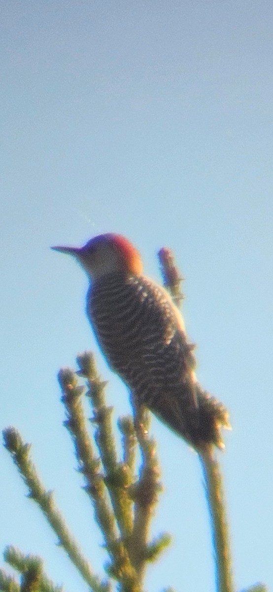 Red-bellied Woodpecker - ML643518044