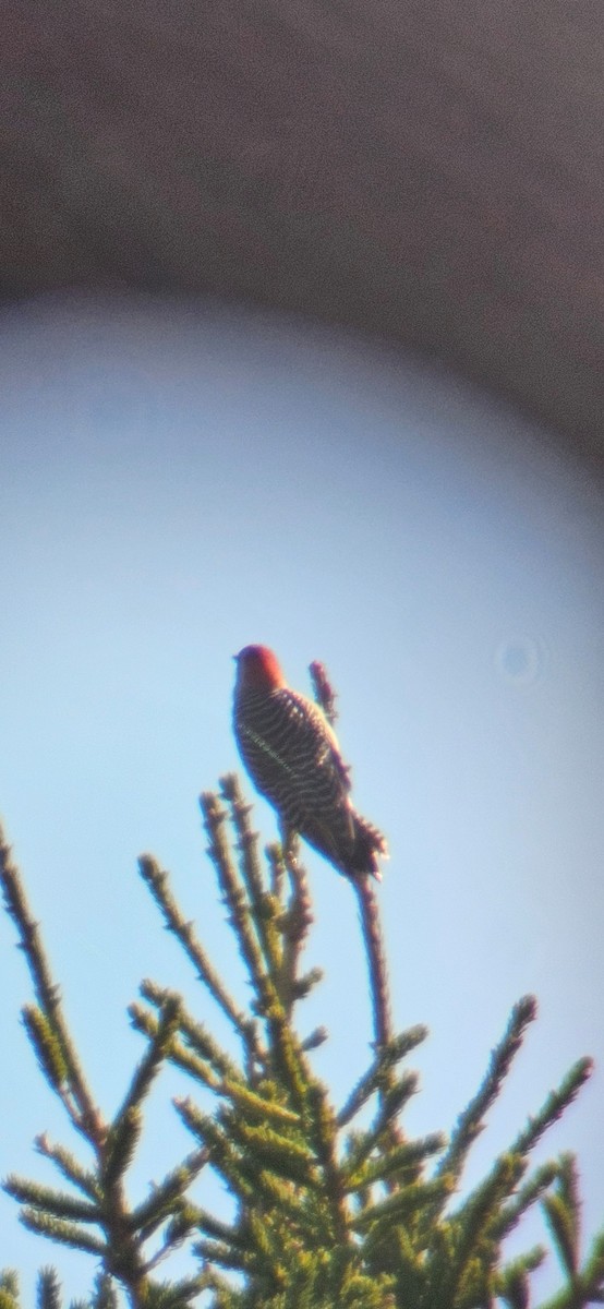 Red-bellied Woodpecker - ML643518045