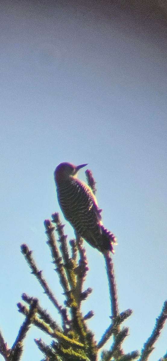 Red-bellied Woodpecker - ML643518046