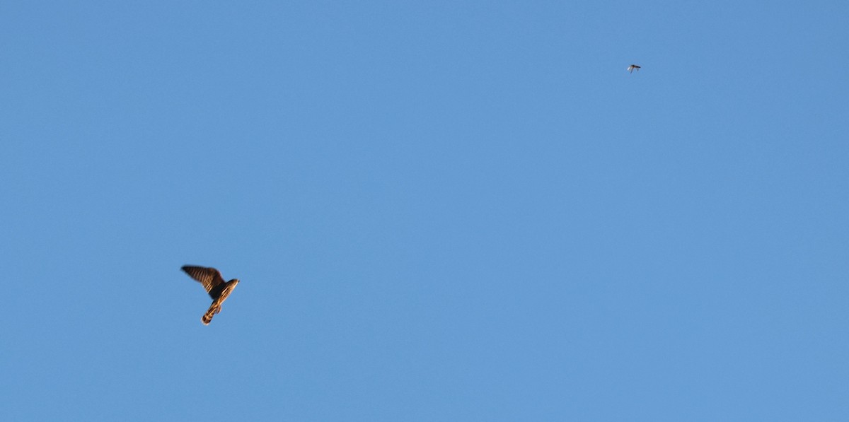 Merlin - ML643518048