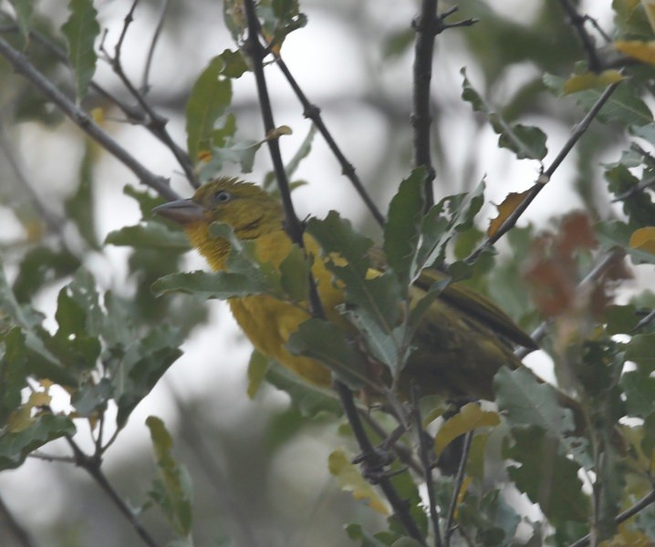 Holub's Golden-Weaver - ML643518053