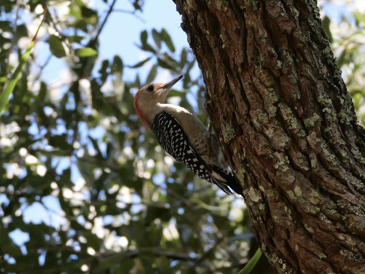 Red-bellied Woodpecker - ML643518054
