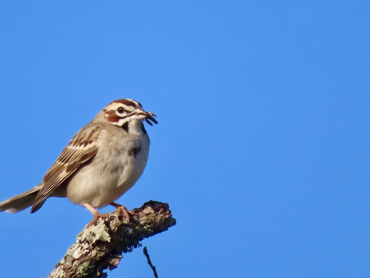 Lark Sparrow - ML643518055