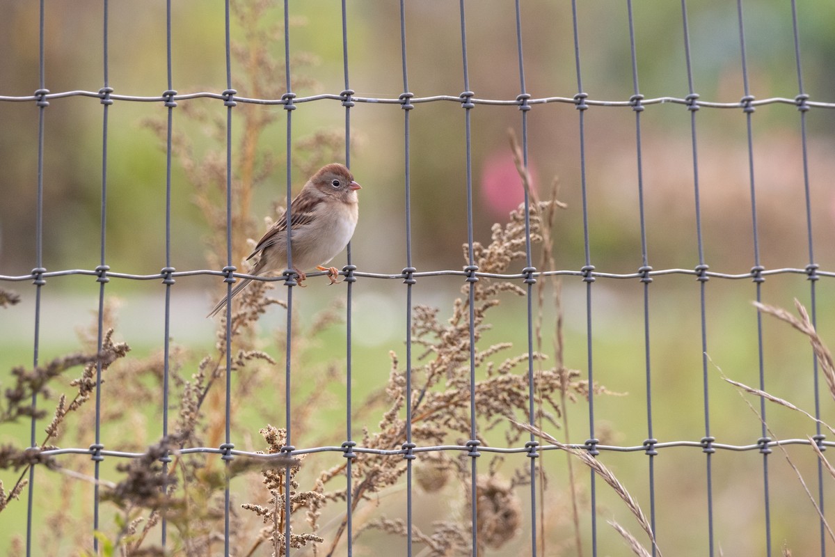 Field Sparrow - ML643518056