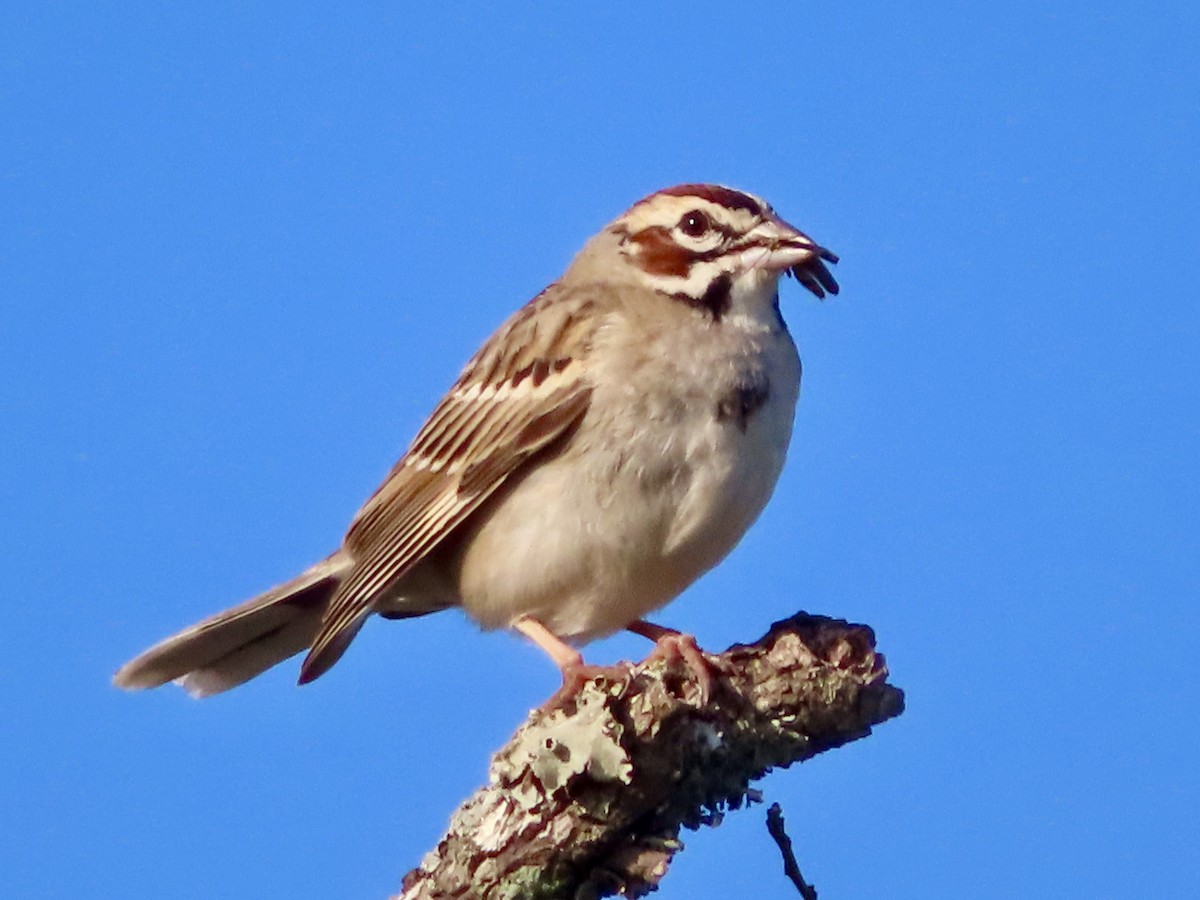 Lark Sparrow - ML643518062