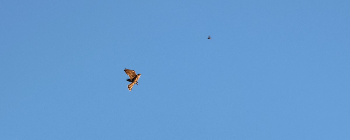 Merlin - ML643518063